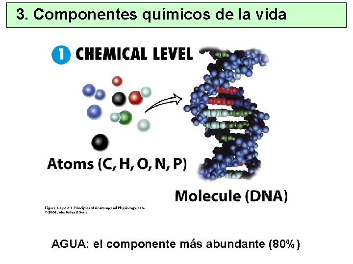 3. Componentes químicos de la vida AGUA: el componente más abundante (80%) 