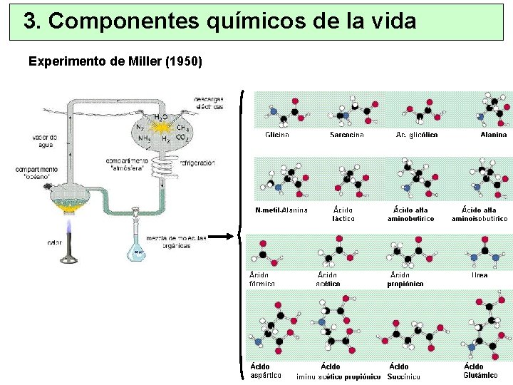 3. Componentes químicos de la vida Experimento de Miller (1950) 