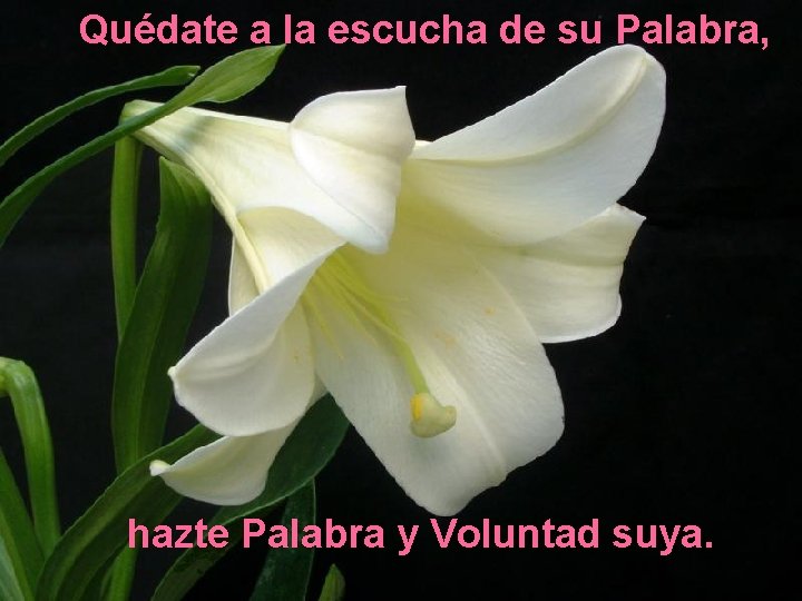 Quédate a la escucha de su Palabra, hazte Palabra y Voluntad suya. 