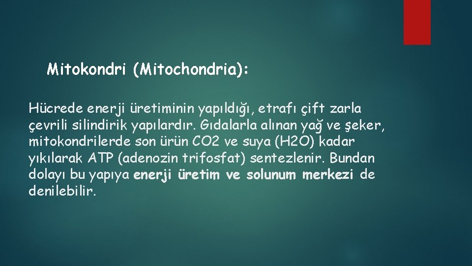 Mitokondri (Mitochondria): Hücrede enerji üretiminin yapıldığı, etrafı çift zarla çevrili silindirik yapılardır. Gıdalarla alınan