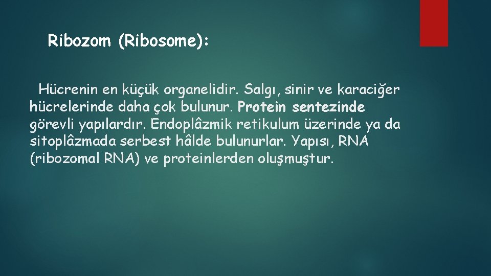 Ribozom (Ribosome): Hücrenin en küçük organelidir. Salgı, sinir ve karaciğer hücrelerinde daha çok bulunur.