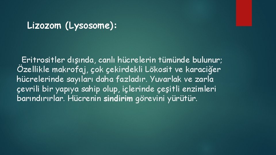 Lizozom (Lysosome): Eritrositler dışında, canlı hücrelerin tümünde bulunur; Özellikle makrofaj, çok çekirdekli Lökosit ve