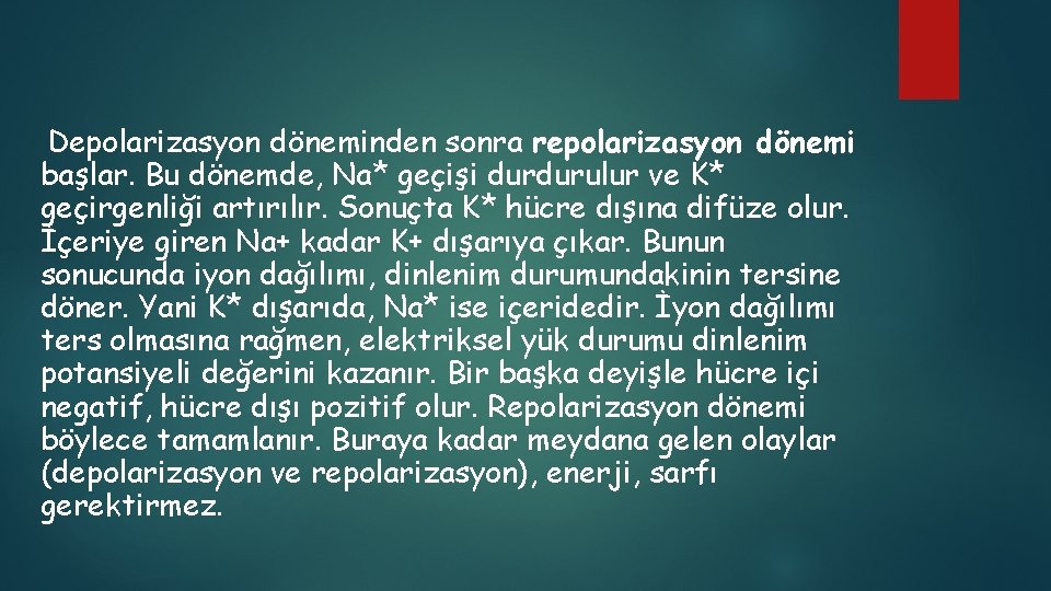 Depolarizasyon döneminden sonra repolarizasyon dönemi başlar. Bu dönemde, Na* geçişi durdurulur ve K* geçirgenliği