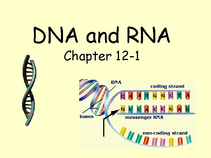 DNA and RNA Chapter 12 -1 