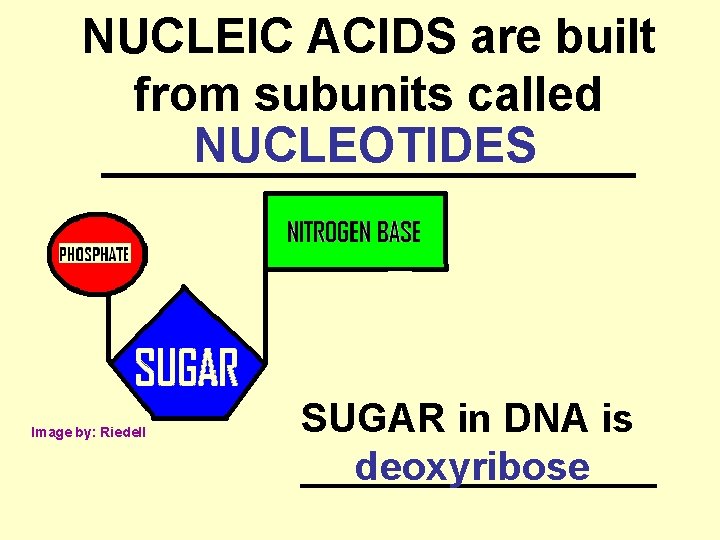 NUCLEIC ACIDS are built from subunits called NUCLEOTIDES __________ Image by: Riedell SUGAR in