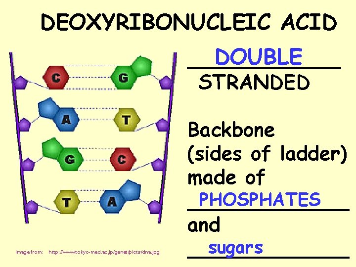 DEOXYRIBONUCLEIC ACID DOUBLE _______ STRANDED Image from: http: //www. tokyo-med. ac. jp/genet/picts/dna. jpg Backbone