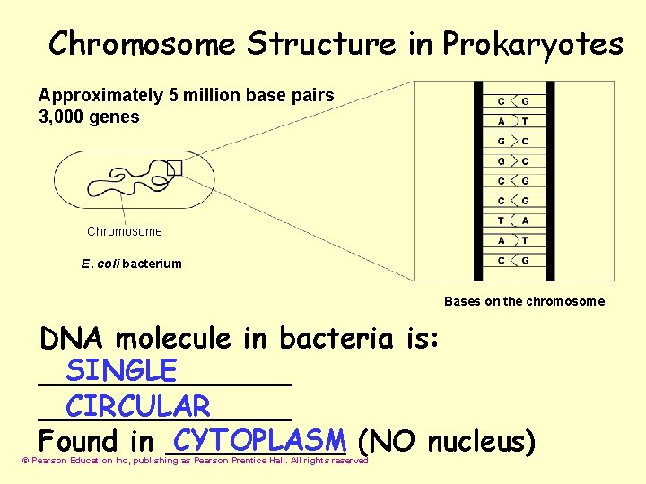 Chromosome Structure in Prokaryotes Approximately 5 million base pairs 3, 000 genes Chromosome E.
