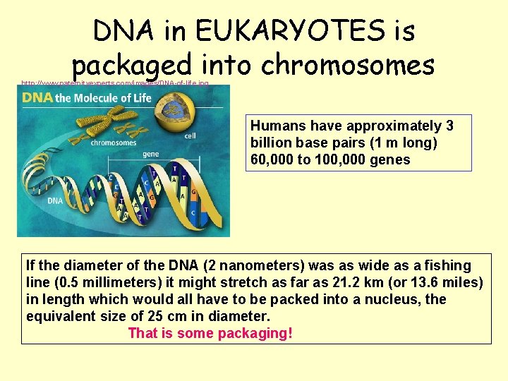DNA in EUKARYOTES is packaged into chromosomes http: //www. paternityexperts. com/images/DNA-of-life. jpg Humans have