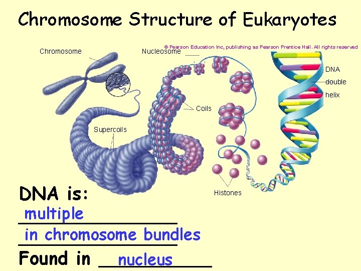 Chromosome Structure of Eukaryotes © Pearson Education Inc, publishing as Pearson Prentice Hall. All