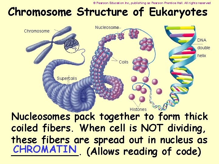 © Pearson Education Inc, publishing as Pearson Prentice Hall. All rights reserved Chromosome Structure
