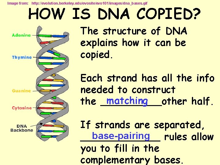 Image from: http: //evolution. berkeley. edu/evosite/evo 101/images/dna_bases. gif HOW IS DNA COPIED? The structure