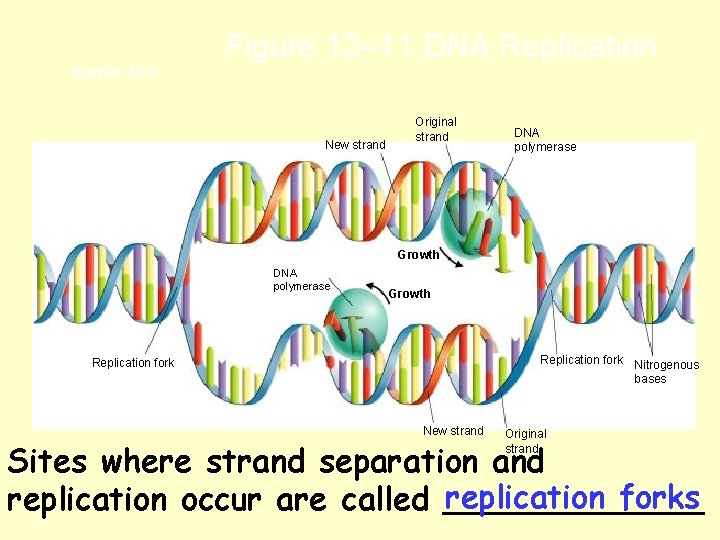 Figure 12– 11 DNA Replication Section 12 -2 New strand Original strand DNA polymerase