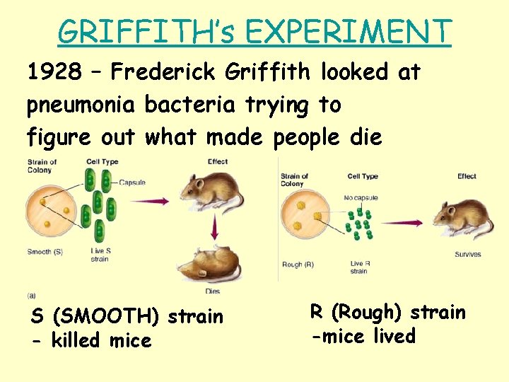 GRIFFITH’s EXPERIMENT 1928 – Frederick Griffith looked at pneumonia bacteria trying to figure out