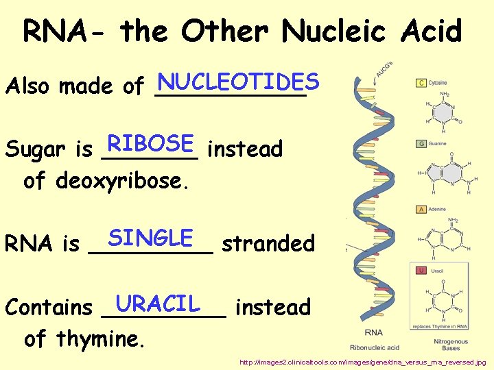 RNA- the Other Nucleic Acid NUCLEOTIDES Also made of ______ RIBOSE instead Sugar is