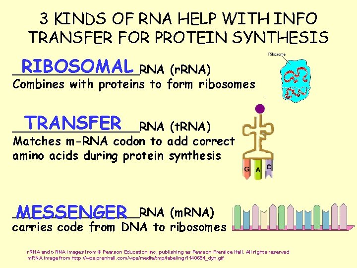 3 KINDS OF RNA HELP WITH INFO TRANSFER FOR PROTEIN SYNTHESIS RIBOSOMAL _________RNA (r.