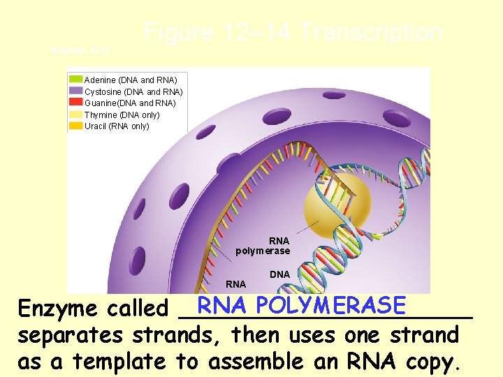 Section 12 -3 Figure 12– 14 Transcription Adenine (DNA and RNA) Cystosine (DNA and