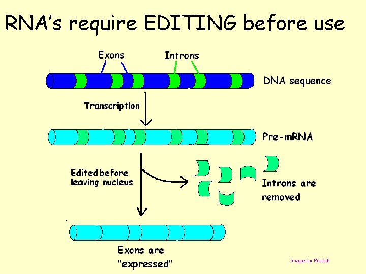 RNA’s require EDITING before use Image by Riedell 