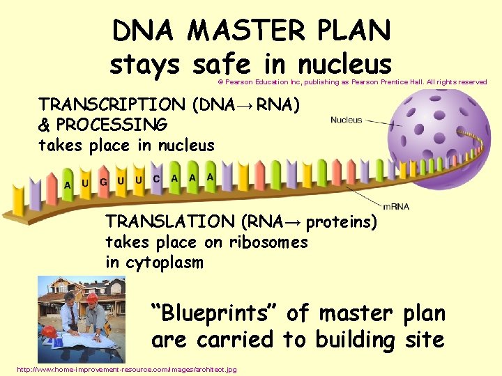 DNA MASTER PLAN stays safe in nucleus © Pearson Education Inc, publishing as Pearson