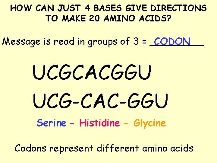 HOW CAN JUST 4 BASES GIVE DIRECTIONS TO MAKE 20 AMINO ACIDS? CODON Message