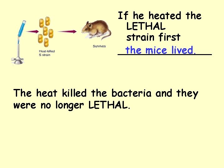 If he heated the LETHAL strain first the mice lived. ________ The heat killed