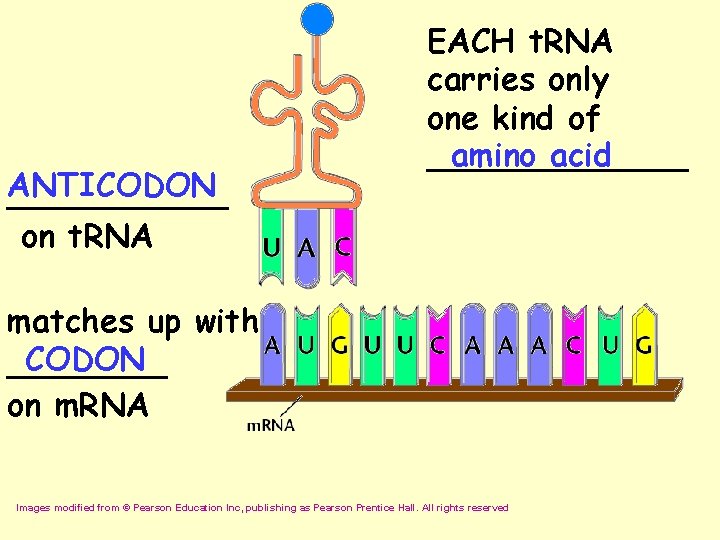 ANTICODON ______ on t. RNA EACH t. RNA carries only one kind of amino
