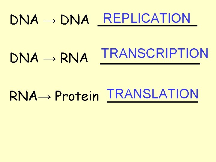 REPLICATION DNA → DNA ______ TRANSCRIPTION DNA → RNA ______ RNA→ Protein TRANSLATION ______
