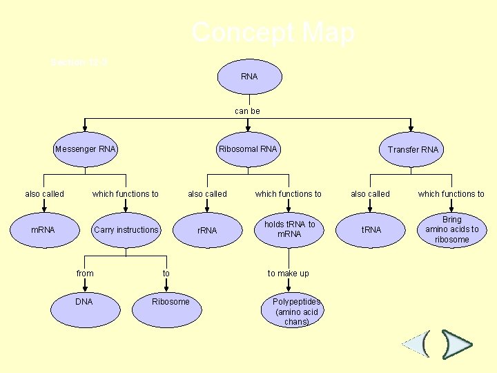 Concept Map Section 12 -3 RNA can be Messenger RNA also called Ribosomal RNA