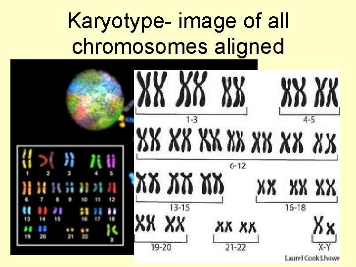 Karyotype- image of all chromosomes aligned 