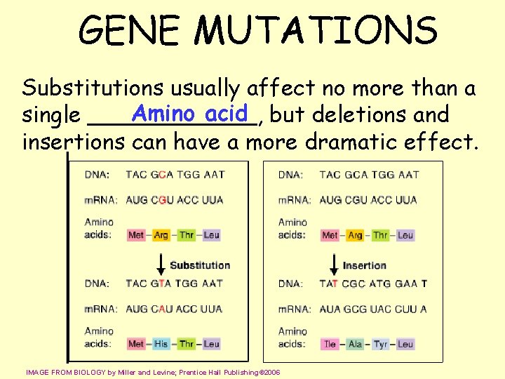 GENE MUTATIONS Substitutions usually affect no more than a Amino acid but deletions and