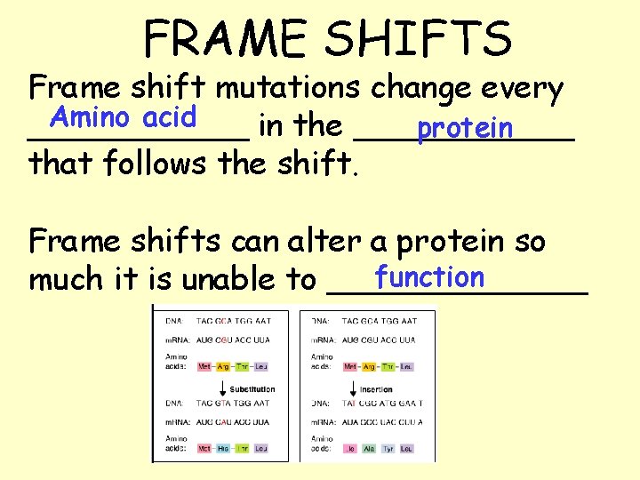 FRAME SHIFTS Frame shift mutations change every Amino acid ______ in the ______ protein
