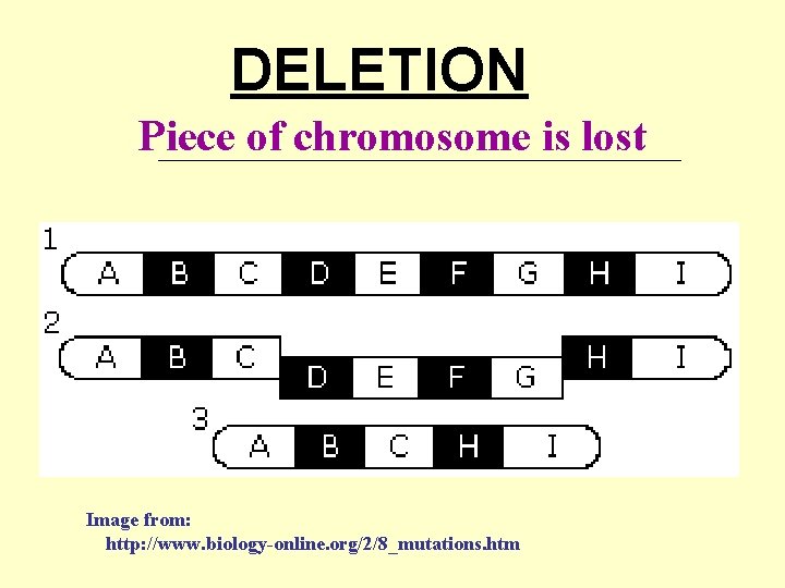 DELETION Piece of chromosome is lost ____________________ Image from: http: //www. biology-online. org/2/8_mutations. htm