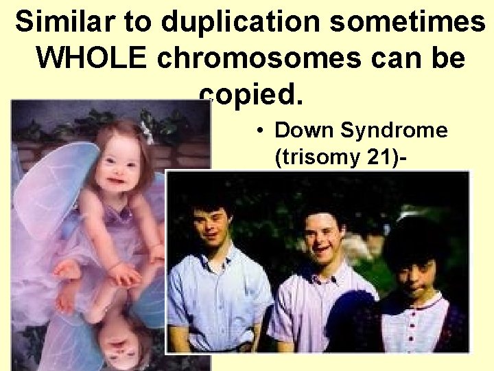 Similar to duplication sometimes WHOLE chromosomes can be copied. • Down Syndrome (trisomy 21)–