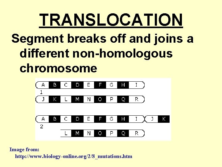 TRANSLOCATION Segment breaks off and joins a different non-homologous chromosome Image from: http: //www.