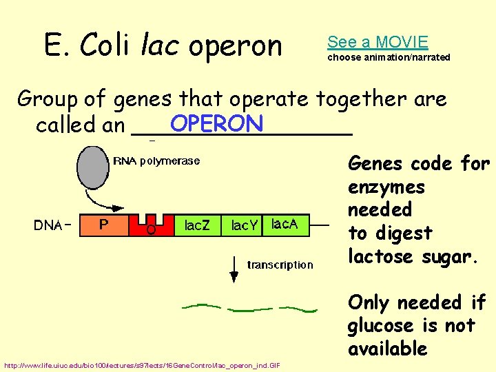 E. Coli lac operon See a MOVIE choose animation/narrated Group of genes that operate