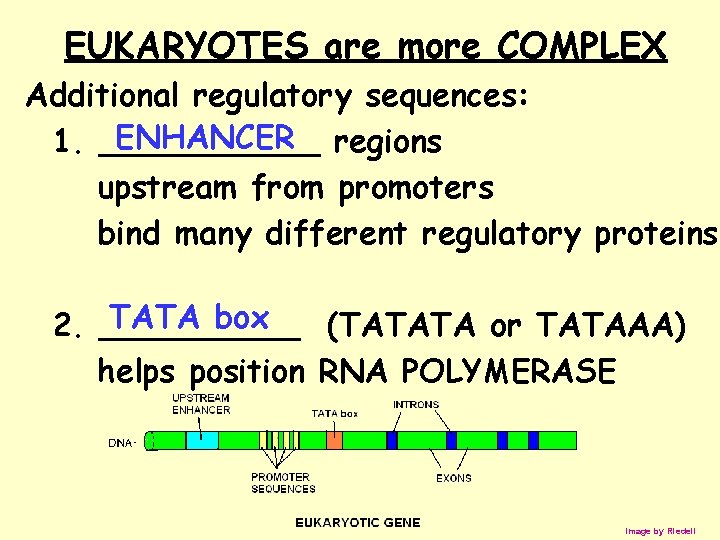 EUKARYOTES are more COMPLEX Additional regulatory sequences: ENHANCER regions 1. ______ upstream from promoters