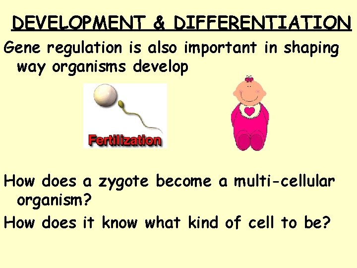 DEVELOPMENT & DIFFERENTIATION Gene regulation is also important in shaping way organisms develop How