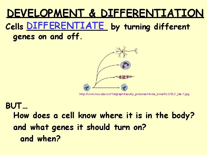 DEVELOPMENT & DIFFERENTIATION Cells DIFFERENTIATE ________ by turning different genes on and off. http: