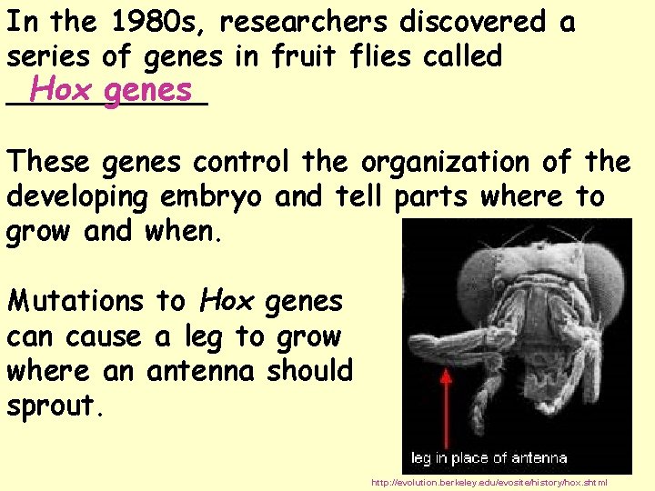 In the 1980 s, researchers discovered a series of genes in fruit flies called