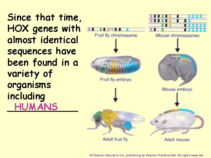 Since that time, HOX genes with almost identical sequences have been found in a