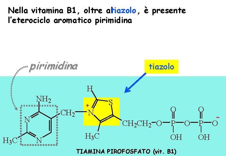 Nella vitamina B 1, oltre altiazolo , è presente l’eterociclo aromatico pirimidina tiazolo H Nella vitamina B 1, oltre altiazolo , è presente l’eterociclo aromatico pirimidina tiazolo H