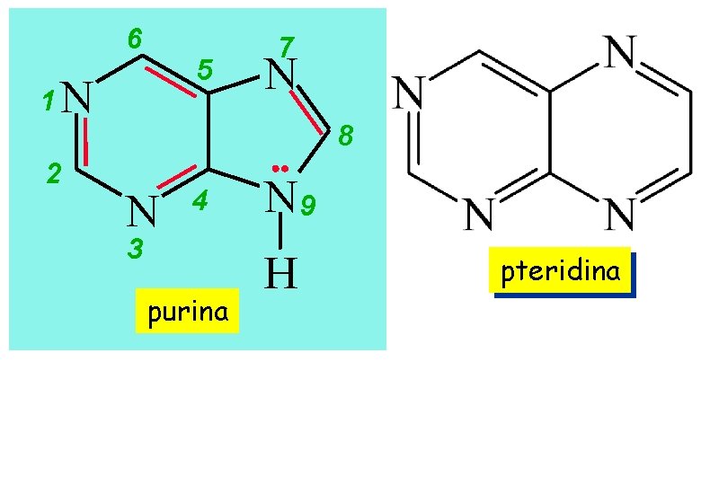 6 5 1 N 2 7 N 8 N 4 3 purina N 9 6 5 1 N 2 7 N 8 N 4 3 purina N 9