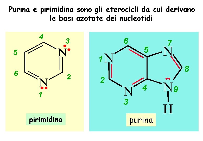 Purina e pirimidina sono gli eterocicli da cui derivano le basi azotate dei nucleotidi Purina e pirimidina sono gli eterocicli da cui derivano le basi azotate dei nucleotidi