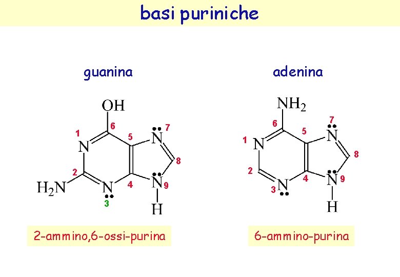 basi puriniche guanina 6 1 5 adenina 6 7 1 8 2 4 9 basi puriniche guanina 6 1 5 adenina 6 7 1 8 2 4 9