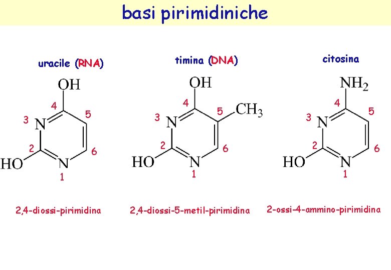 basi pirimidiniche 4 5 3 2 6 1 2, 4 -diossi-pirimidina citosina timina (DNA) basi pirimidiniche 4 5 3 2 6 1 2, 4 -diossi-pirimidina citosina timina (DNA)