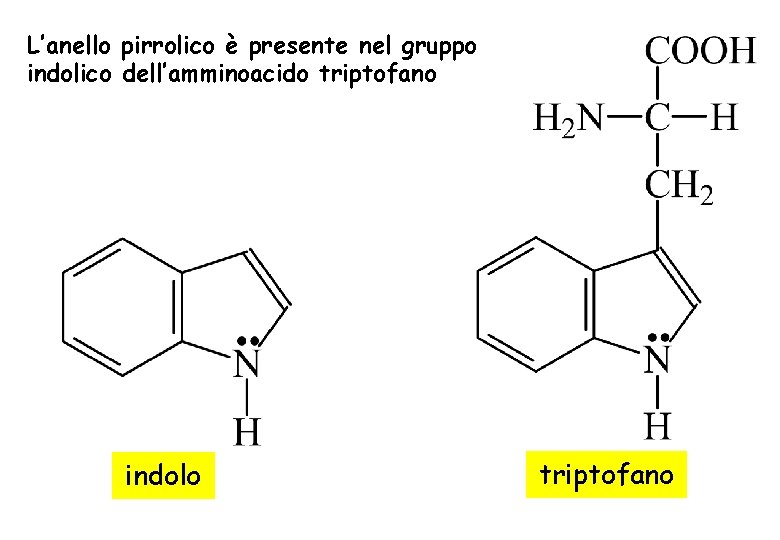L’anello pirrolico è presente nel gruppo indolico dell’amminoacido triptofano indolo triptofano L’anello pirrolico è presente nel gruppo indolico dell’amminoacido triptofano indolo triptofano
