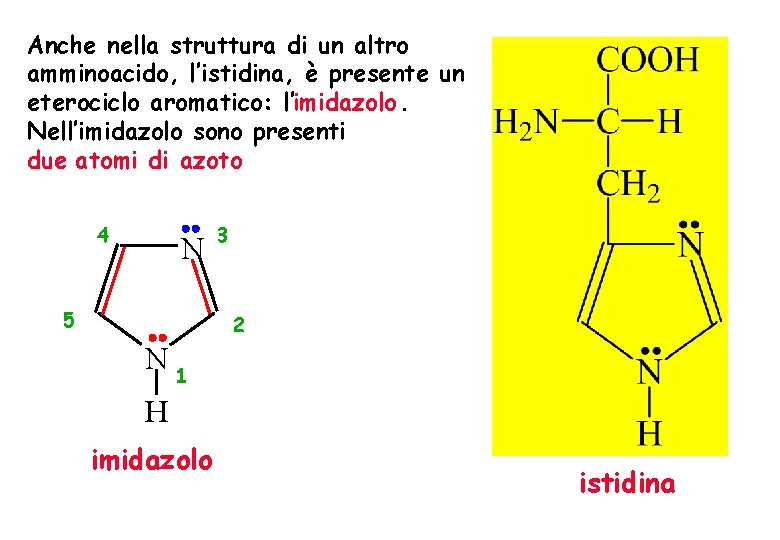 Anche nella struttura di un altro amminoacido, l’istidina, è presente un eterociclo aromatico: l’imidazolo. Anche nella struttura di un altro amminoacido, l’istidina, è presente un eterociclo aromatico: l’imidazolo.