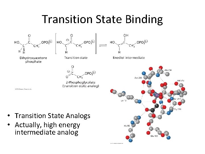 Transition State Binding • Transition State Analogs • Actually, high energy intermediate analog 