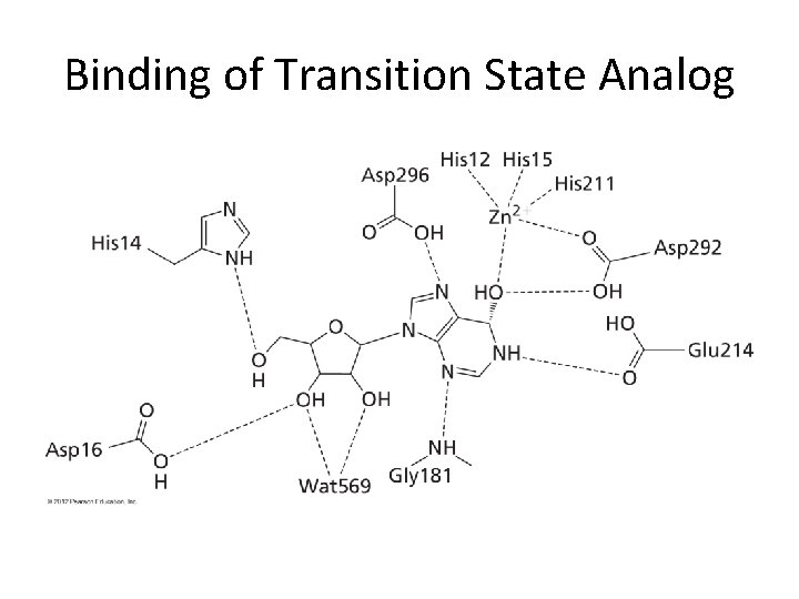 Binding of Transition State Analog 