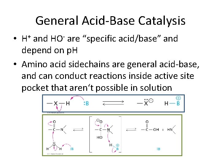 General Acid-Base Catalysis • H+ and HO- are “specific acid/base” and depend on p.