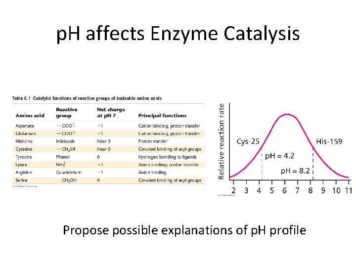 p. H affects Enzyme Catalysis Propose possible explanations of p. H profile 